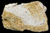 Jurassic Coral Colony (Montlivaltia) Fossil - Germany #157310-1